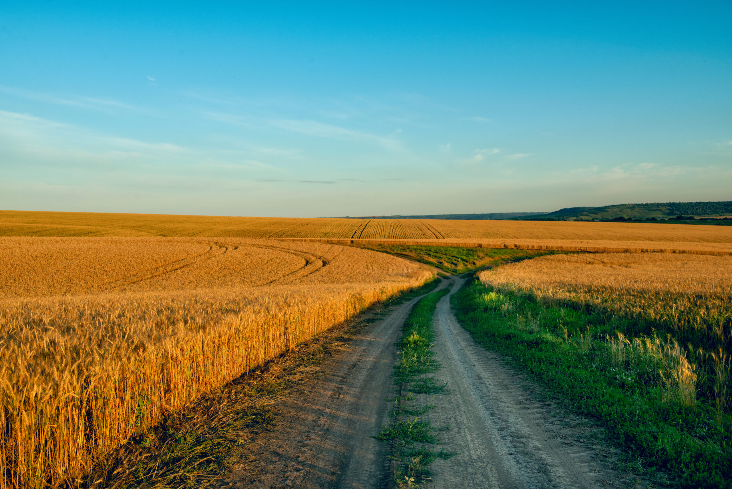 Dirt Road Amidst Rolling Wheat Fields At Sunset.