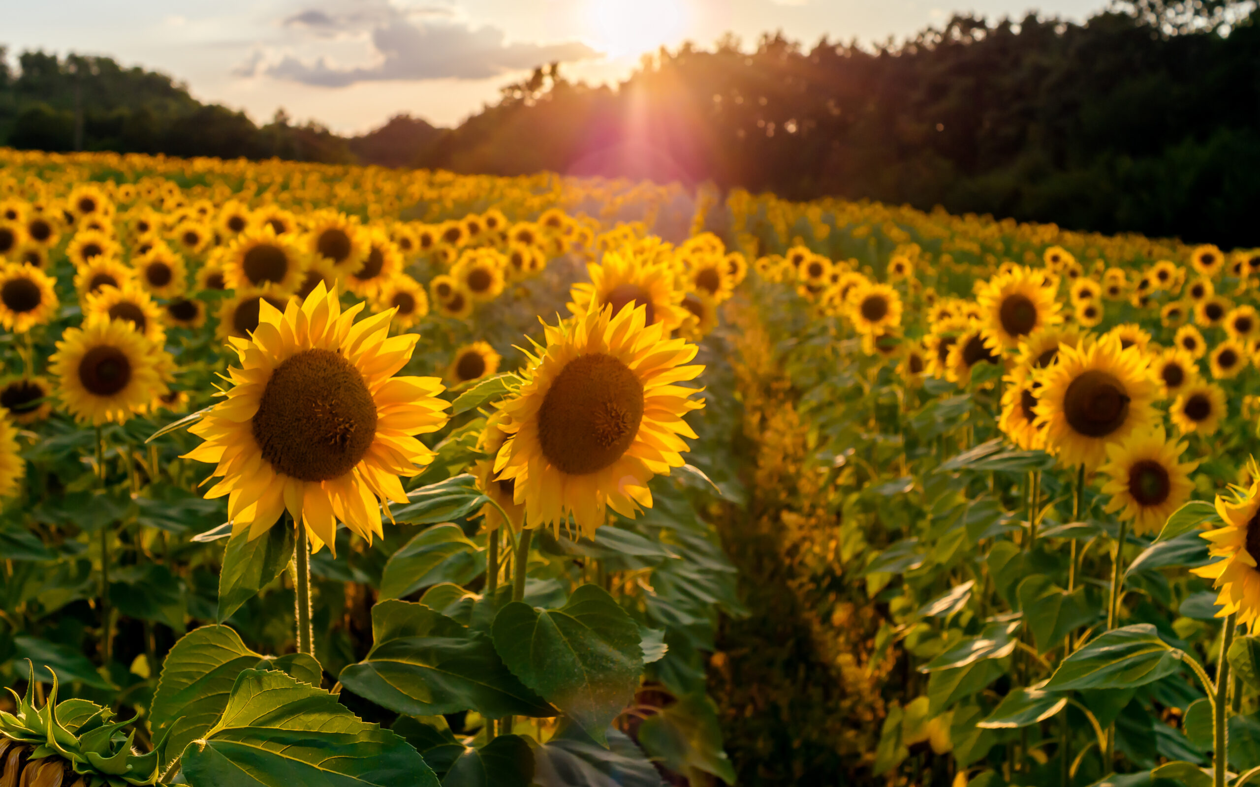 Landscape From A Sunflower Farm. A Field Of Sunflowers High In The Mountain. Produce Environmentally Friendly, Natural Sunflower Oil.