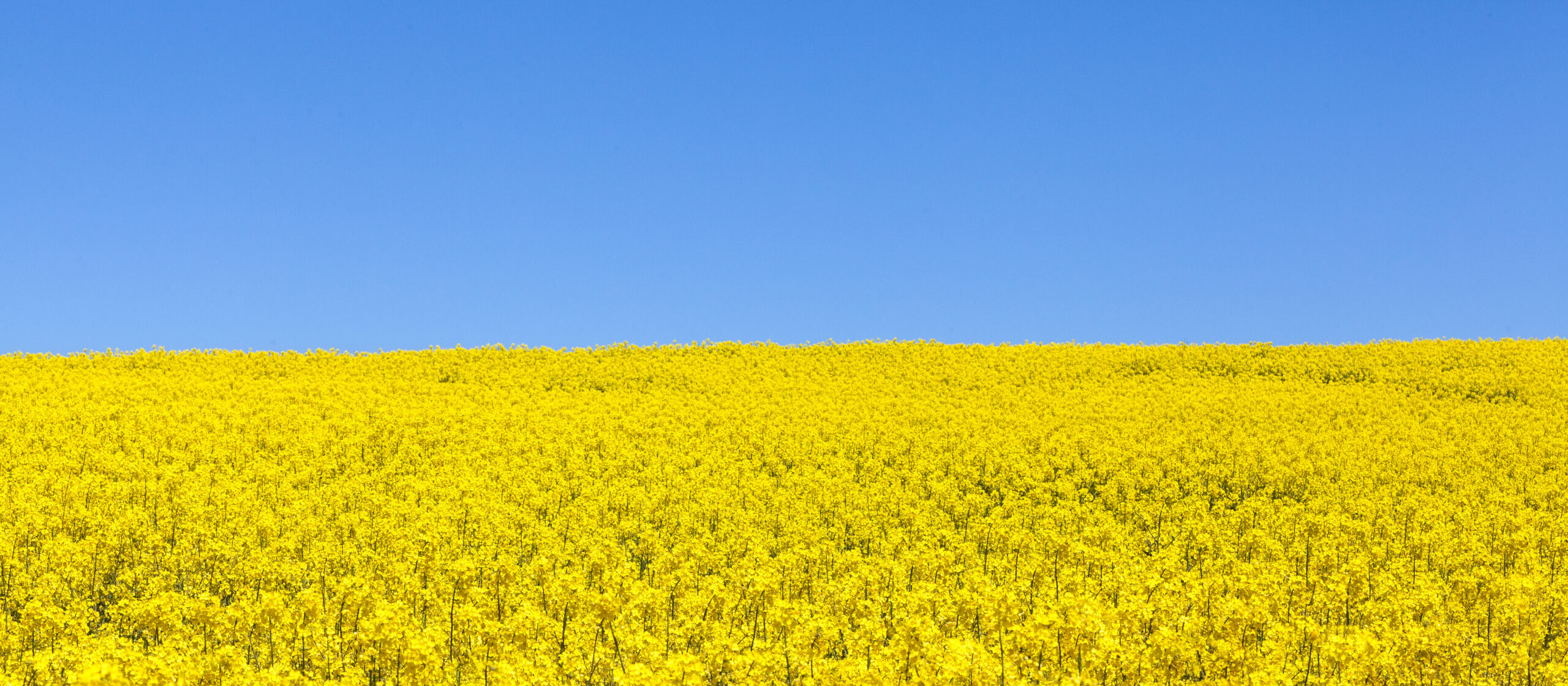 Panorama View Of A Field Of Bright Yellow Rapeseed Or Canola, Brassica Napus, Also Known As Oilseed, Rapaseed And Colza, Horizontal Banner Format